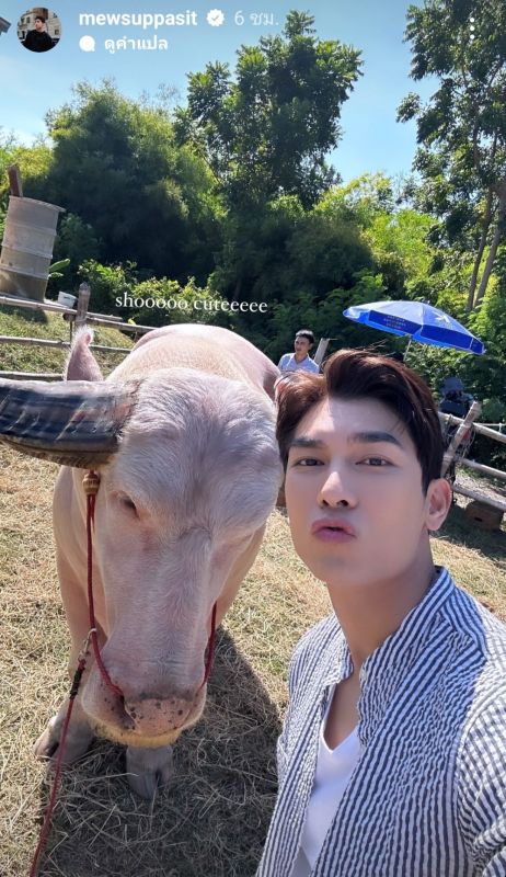 มิว ชาล็อต